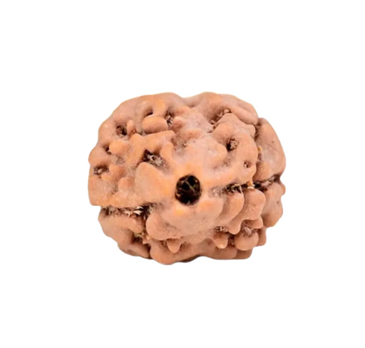 2 Mukhi Nepal Rudraksha Small
