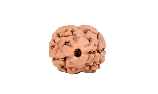 2 Mukhi Nepal Rudraksha Medium