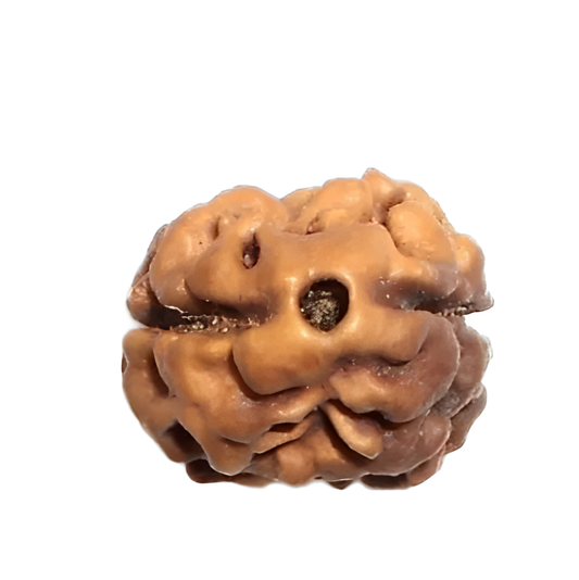 2 Mukhi Nepal Rudraksha Large