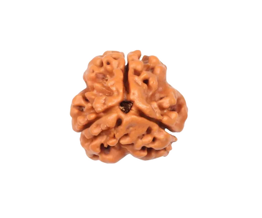 3 Mukhi Nepal Rudraksha Small