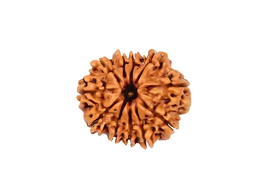 11 Mukhi Nepal Rudraksha Small