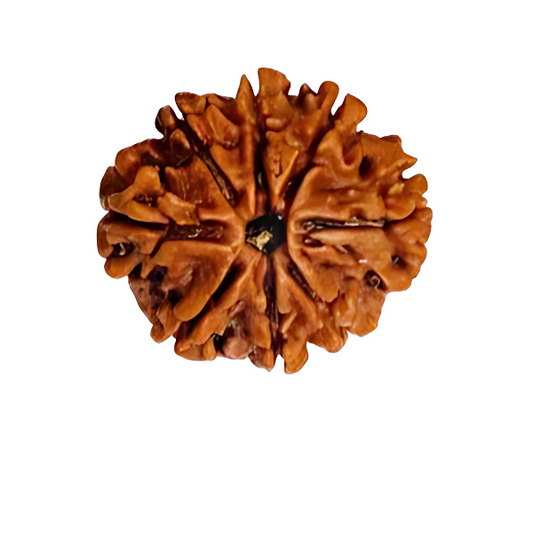 8 Mukhi Nepal Rudraksha Large