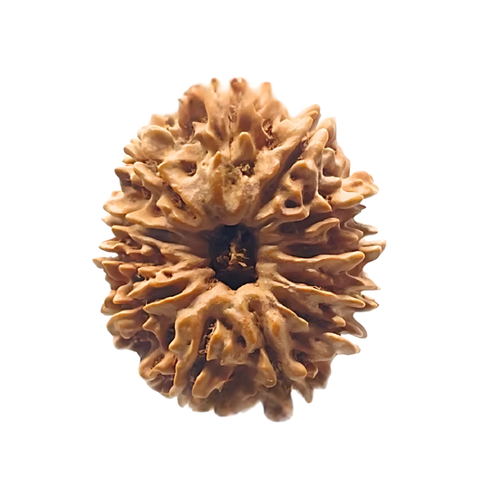 12 Mukhi Nepal Rudraksha Medium
