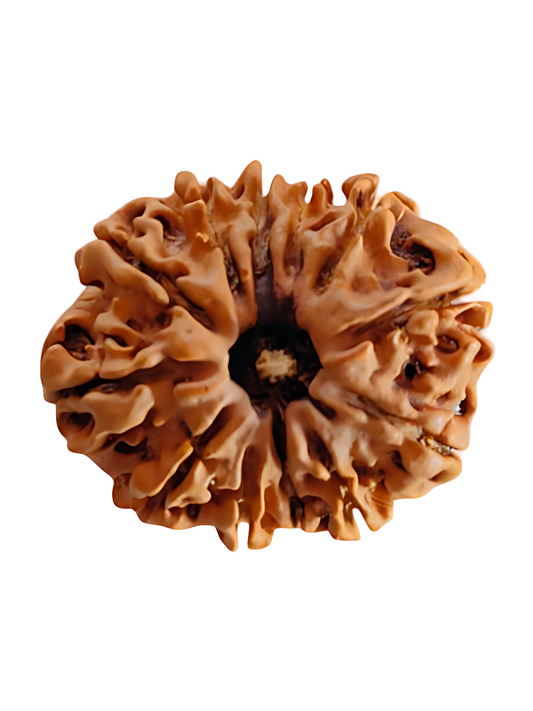 12 Mukhi Nepal Rudraksha Small