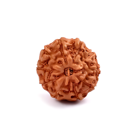 10 Mukhi Indonesian Rudraksha Small
