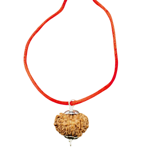 16 Mukhi Nepal Rudraksha Small