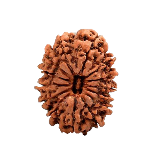 14 Mukhi Nepal Rudraksha Medium