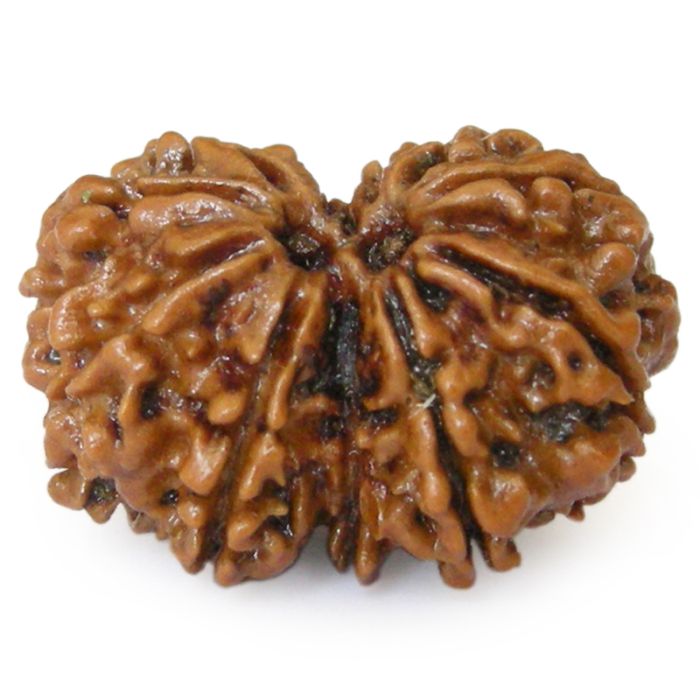 Nepal Gauri-Shankar Rudraksha Small