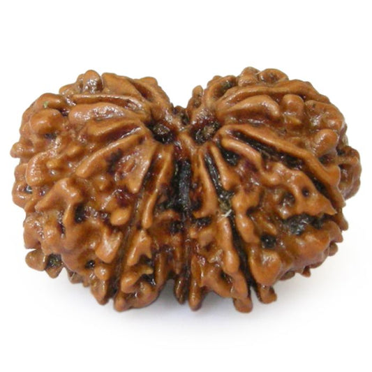 Nepal Gauri-Shankar Rudraksha Small