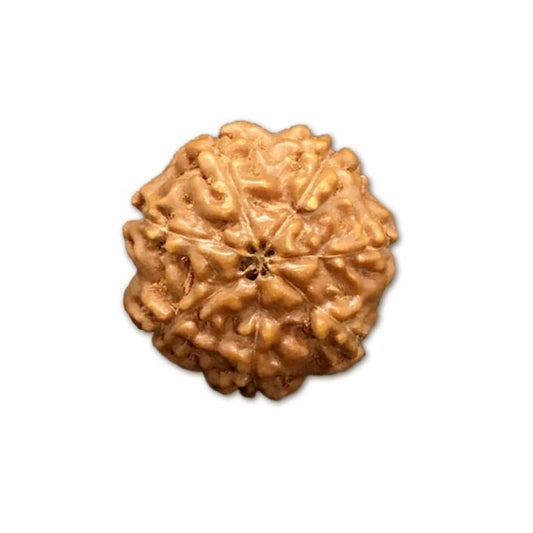 7 Mukhi Indonesian Rudraksha Large