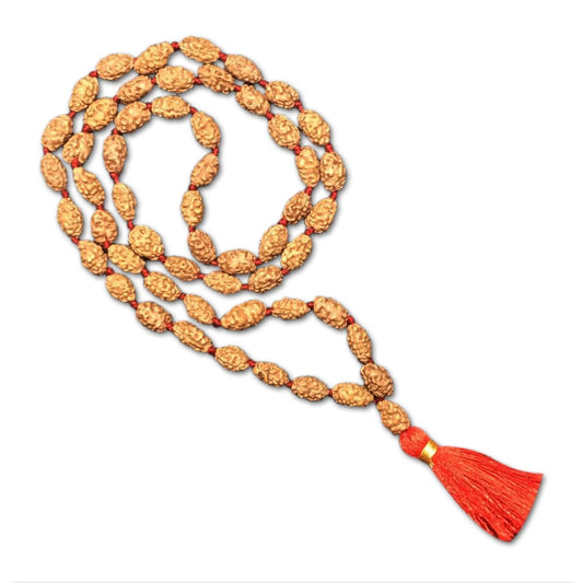 2 Mukhi Indonesian Rudraksha Mala 54 Beads (12mm-14mm)